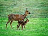 fawn restored to Mum after filed was mowed