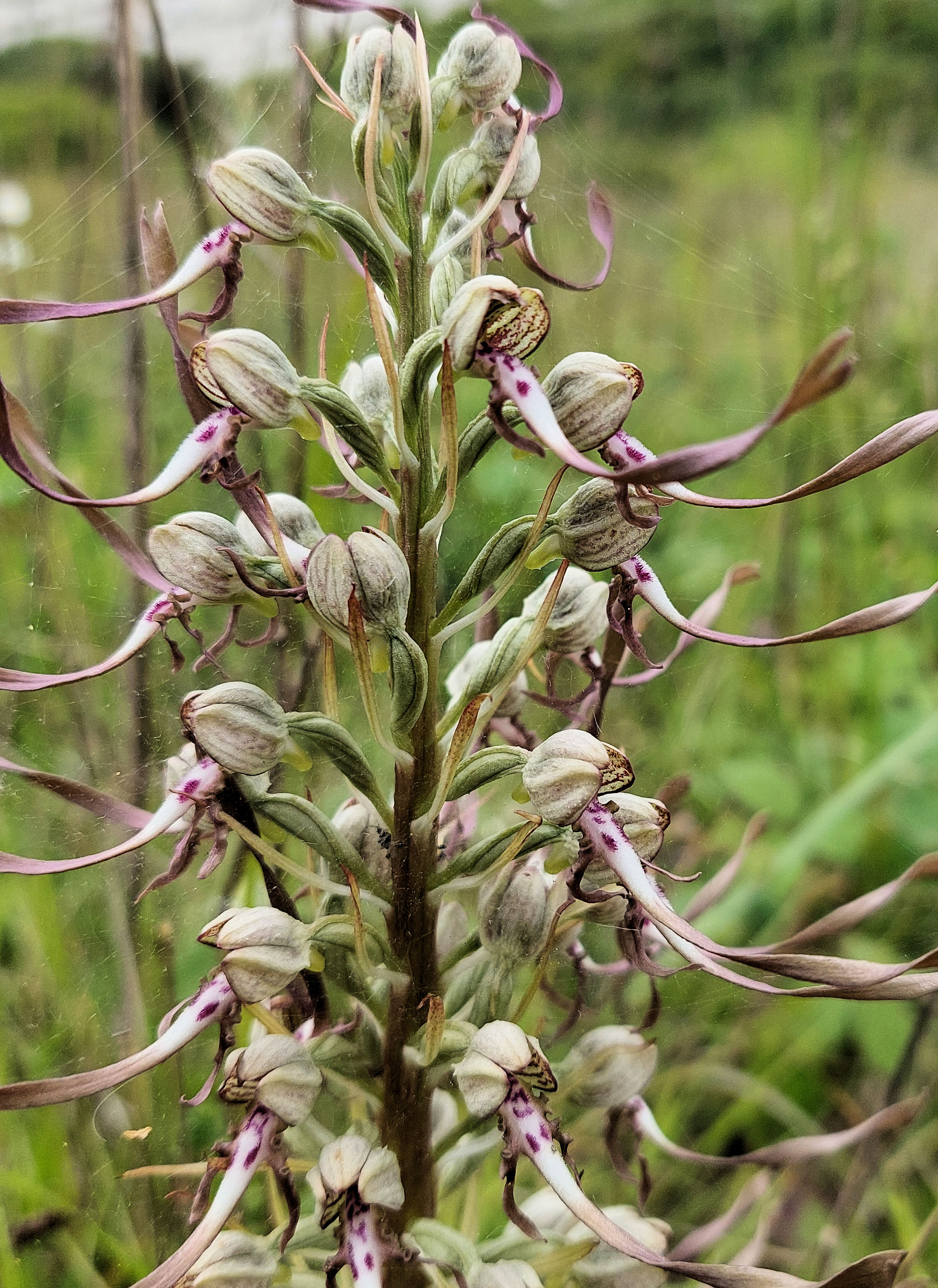 Close up of a lizard orchid