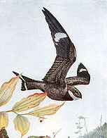 Nightjar in flight