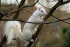 white squireel in my garden