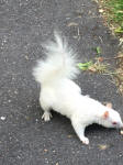 albino squirrel in Kingston cemetery Portsmouth
