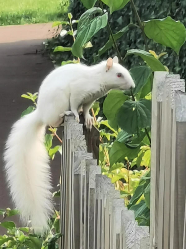 An albino squirrel