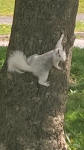 White squirrel in Cheshire