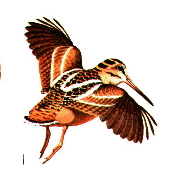 woodcock drawing