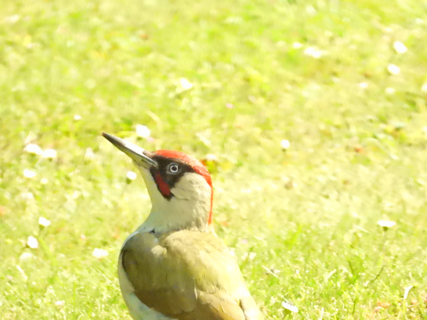 Green woodpecker head and shoulders