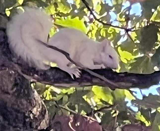 White squirrell